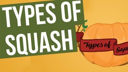 types-of-squash